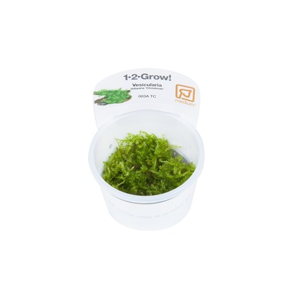 1 2 Grow Tropica Vesicularia Montagnei Christmas Moss