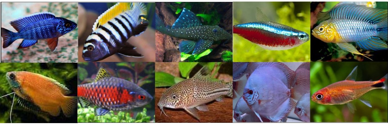 Vi har 270 akvarier fyldt med spændende fisk