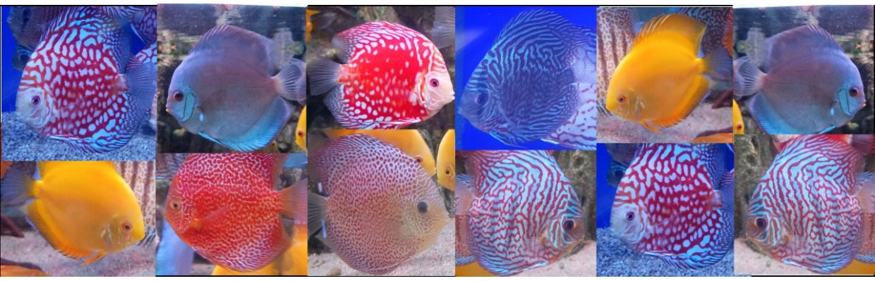 Discusfisk fra Malaysia