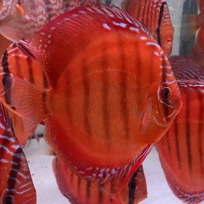 Piwowarski Discus