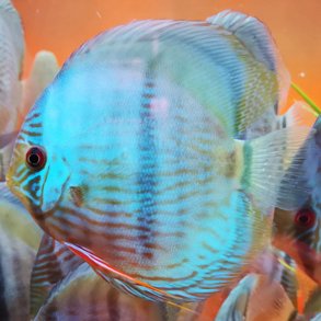 Vildfangede Discus