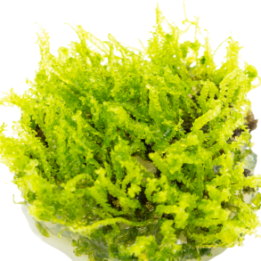 1-2-Grow Solenostoma tetragonum 'Pearl Moss'