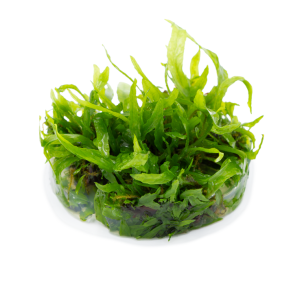 1-2-Grow Tropica Microsorum pteropus 'Narrow'