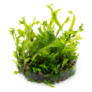 1-2-Grow Microsorum pteropus 'Windel�v'