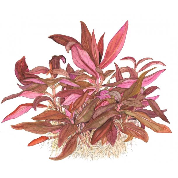 1-2-Grow Tropica Alternanthera reineckii 'Mini'