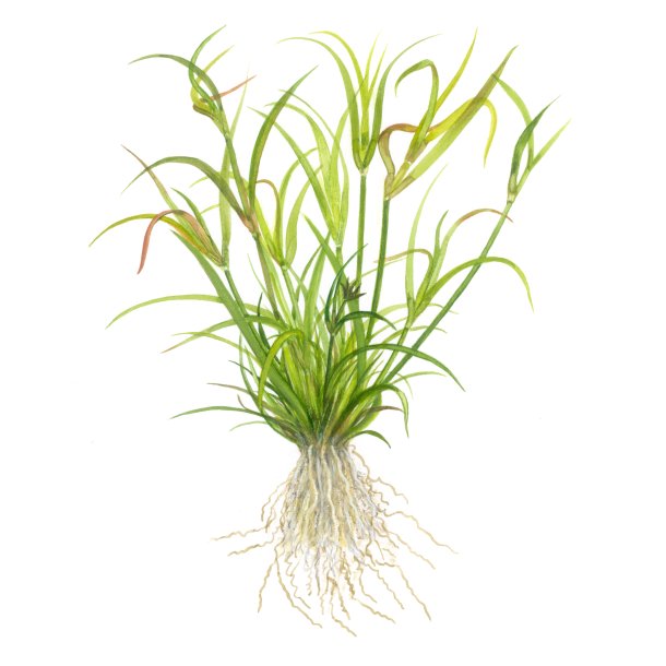 1-2-Grow Tropica Juncus repens