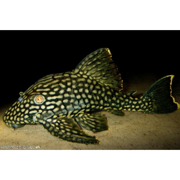 L330 - Panaque sp. nigrolineatus 25 cm Watermelon pleco.