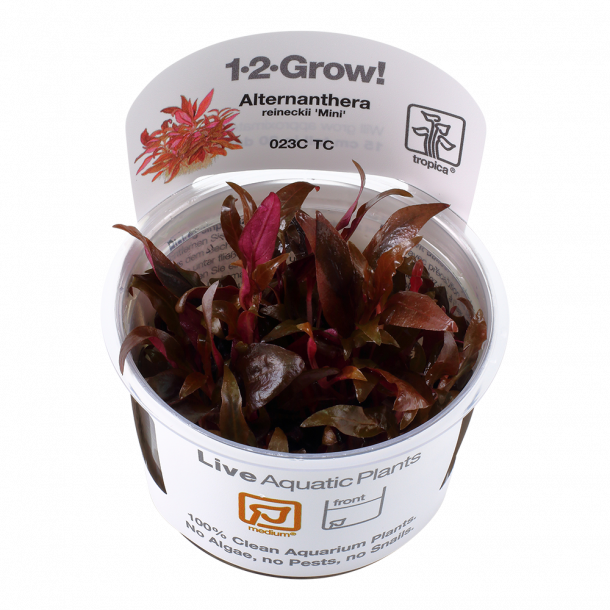 1-2-Grow Tropica Alternanthera reineckii 'Mini'