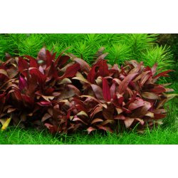 1-2-Grow Tropica Alternanthera reineckii 'Mini'