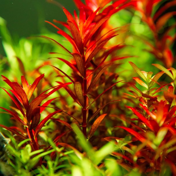 1-2-Grow Tropica Rotala rotundifolia 'Blood Red'