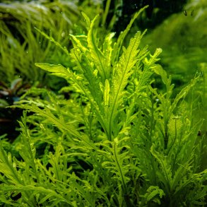 1-2-Grow Tropica Hygrophila odora