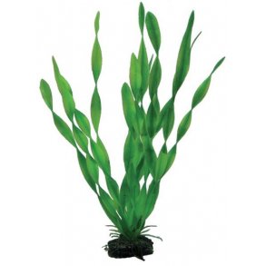 Vallisneria. 20 cm