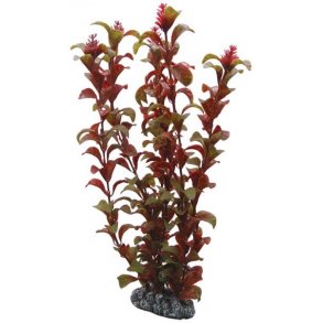 Rotala 16 cm