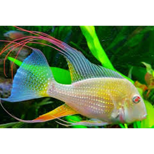 Acarichthys heckelii Albino