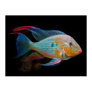  Acarichthys heckelii.