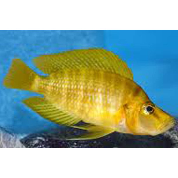 Altolamprologus compressiceps Chaitika