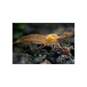 Caridina multidentata Orange Amano reje.