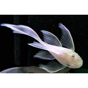 Ancistrus Snow white Longfin