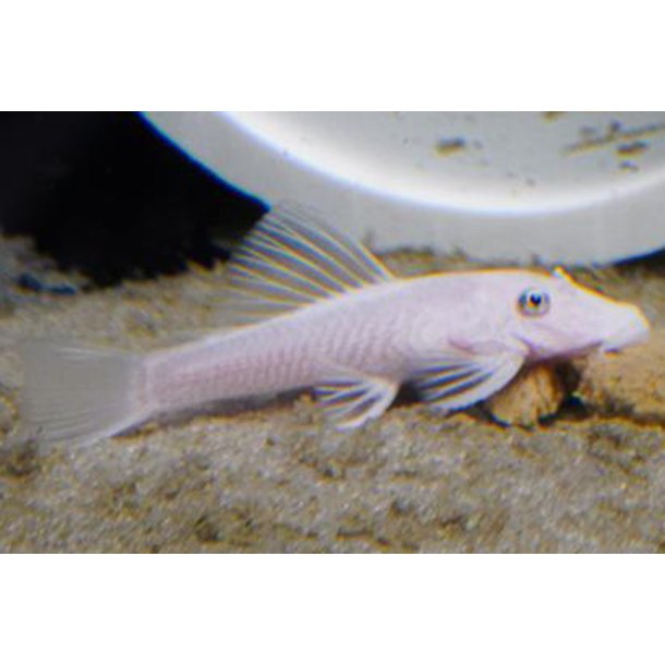 Ancistrus Snow white