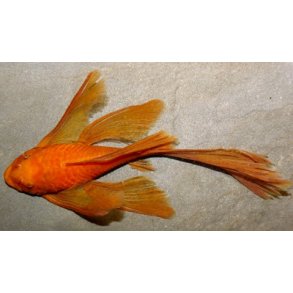 Ancistrus sp. r�d Longfin
