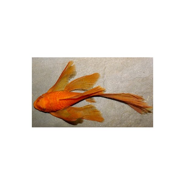Ancistrus sp. rd Longfin