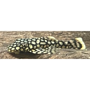 Ancistrus sugemalle Warbenmuster