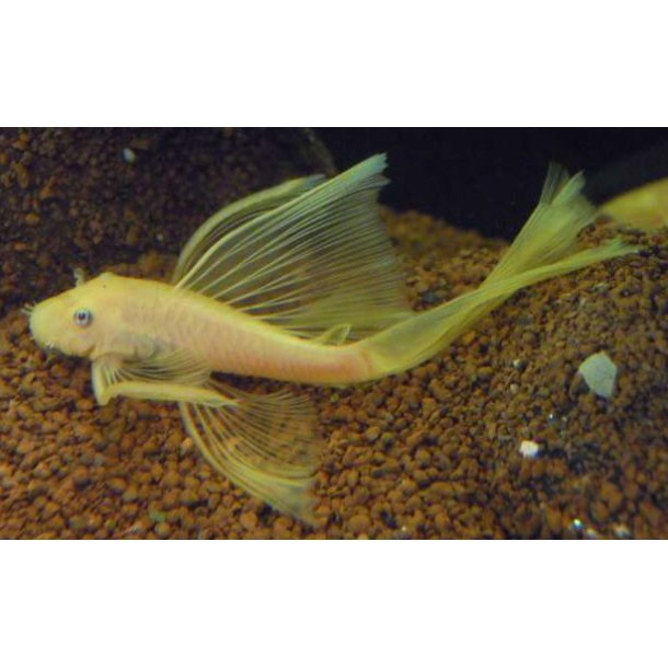 Ancistrus sp. gul Longfin