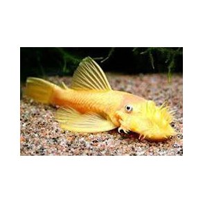 Ancistrus sp. gul.