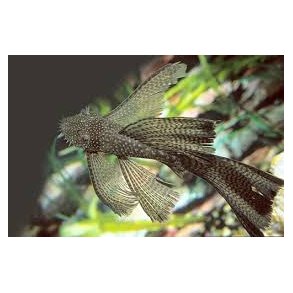 Ancistrus sp. sl�r