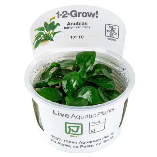 1-2-Grow Tropica Anubias Barteri nana