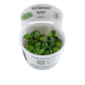 1-2-Grow Tropica Anubias barteri Mini Coin