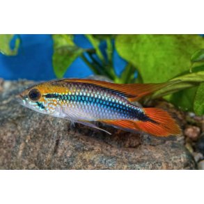 Apistogramma agassizii Bl - Parpris