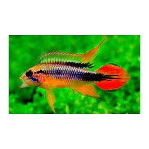 Apistogramma agassizii Dobbel red - Parpris