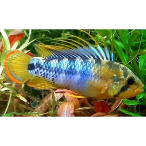 Apistogramma baenschi inca  Parpris