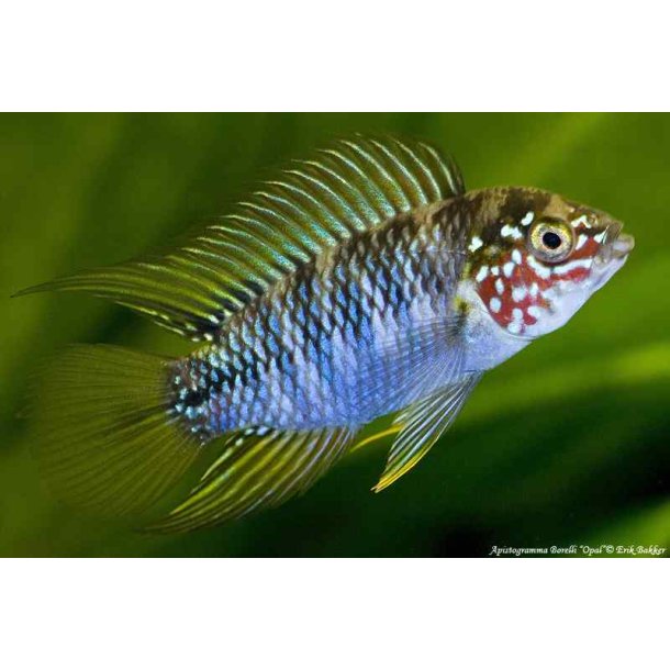 Apistogramma borellii