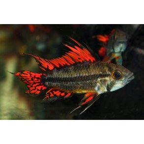 Apistogramma cacatuoides - Dobbelt rd - Parpris