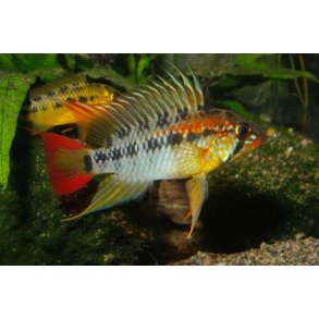 Apistogramma macmasteri - Parpris
