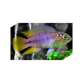 Apistogramma sp. Opal Par pris.