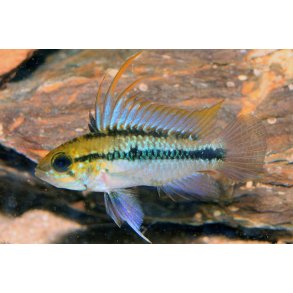 Apistogramma trifaciata Pr.par.