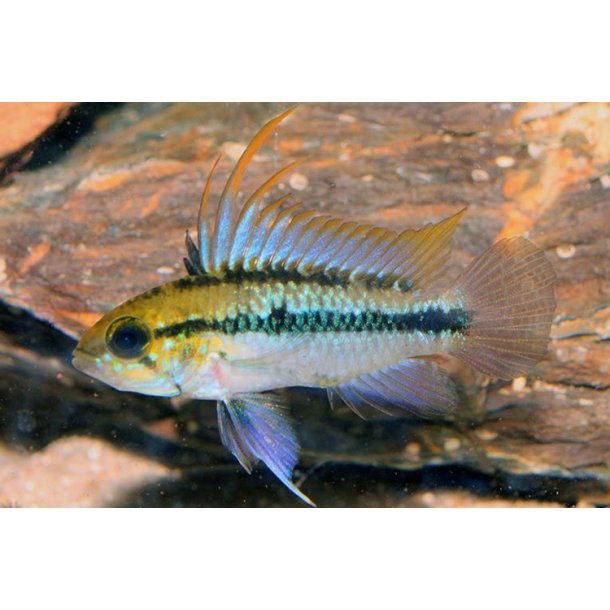 Apistogramma trifaciata Pr.par.