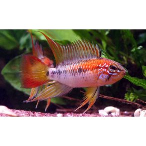 Apistogramma viejita Pr. par.