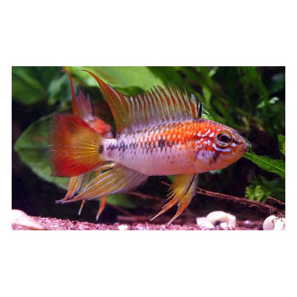 Apistogramma viejita Pr. par.