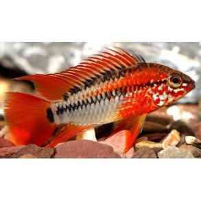 Apistogramma viejita Super red Pr. par.