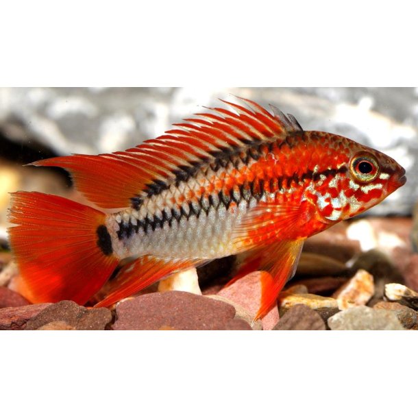 Apistogramma viejita Super red Pr. par.