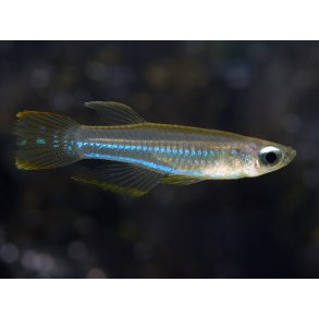 Aplocheilichthys normani - Lampeje.