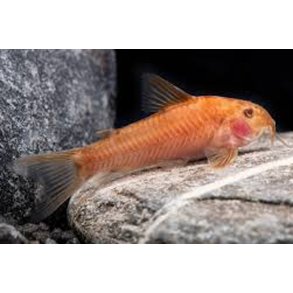 Aspidoras raimundi C125 Red