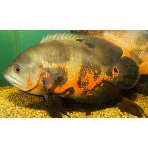 Astronotus ocellatus Oscar