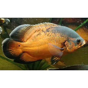 Astronotus ocellatus Oscar 