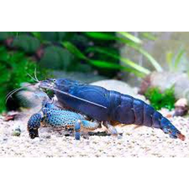 Atya gabonensis K�mpe viftereje XL