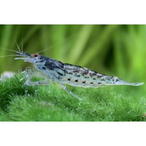 Atyodia pilipes Dv�rg viftereje